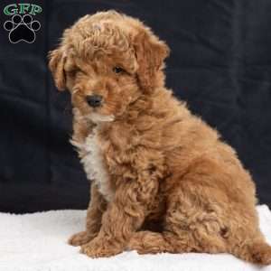 Pam, Miniature Poodle Puppy